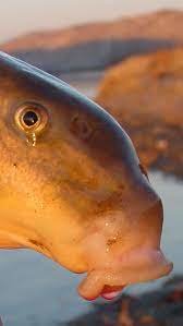 Hoover Fish